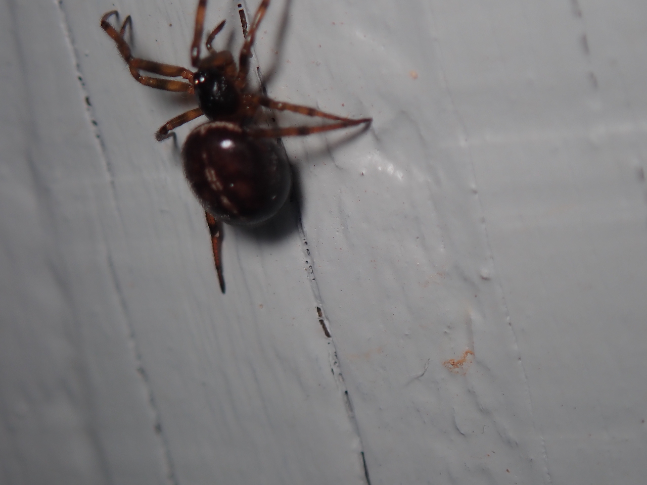 Steatoda bipunctata Steatoda bipunctata